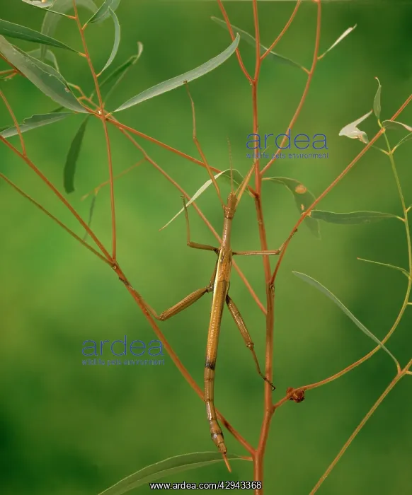 : Violet stick insect (Didymuria violescens) feeds : Violet stick insect (Didymuria violescens) feeds