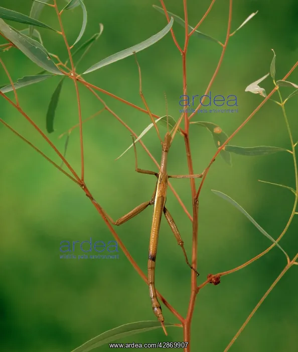 : Violet Stick Insect - Feeds on eucalypt leaves : Violet Stick Insect - Feeds on eucalypt leaves