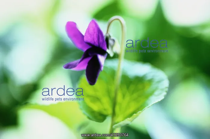 : Violet, Sweet Violet : Violet, Sweet Violet