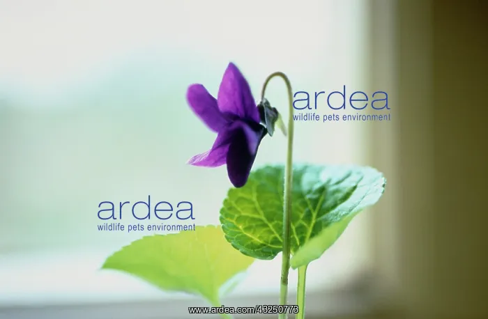 : Violet, Sweet Violet : Violet, Sweet Violet