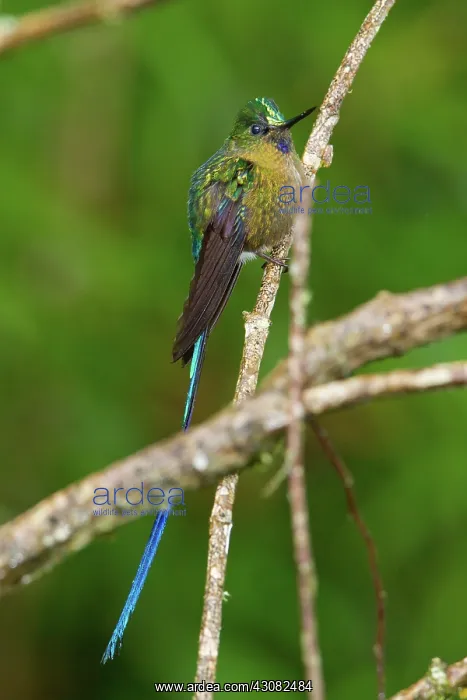  : Violet-tailed Sylph
