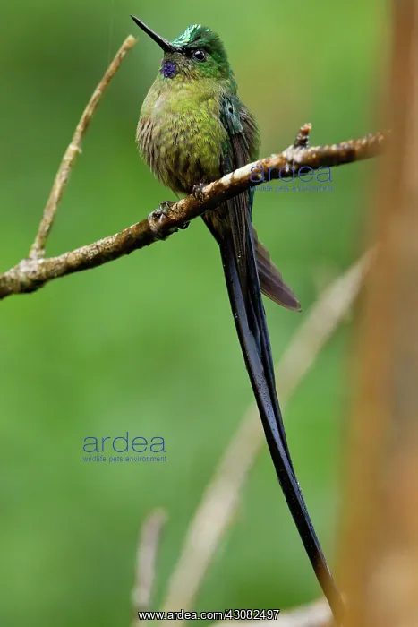 : Violet-tailed Sylph : Violet-tailed Sylph