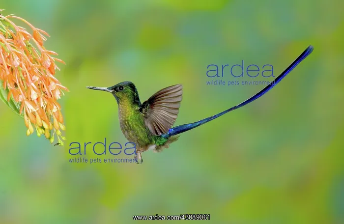  : Violet-tailed Sylph