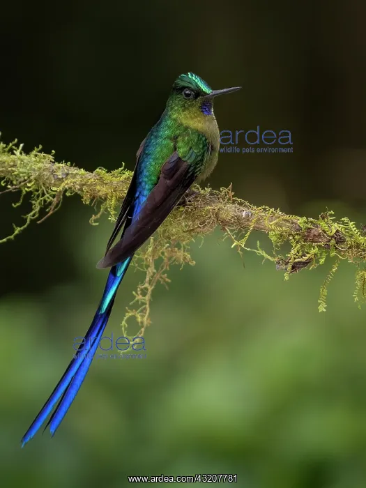 : Violet-tailed Sylph (Aglaiocercus coelestis), male, Ecuador : Violet-tailed Sylph (Aglaiocercus coelestis), male, Ecuador