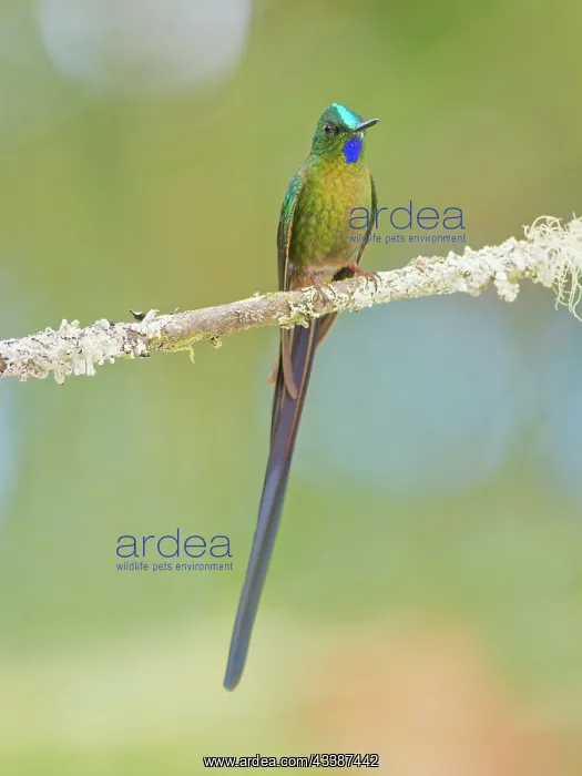 : Violet Tailed Sylph Aglaiocercus coelestis Ecuad : Violet Tailed Sylph Aglaiocercus coelestis Ecuad