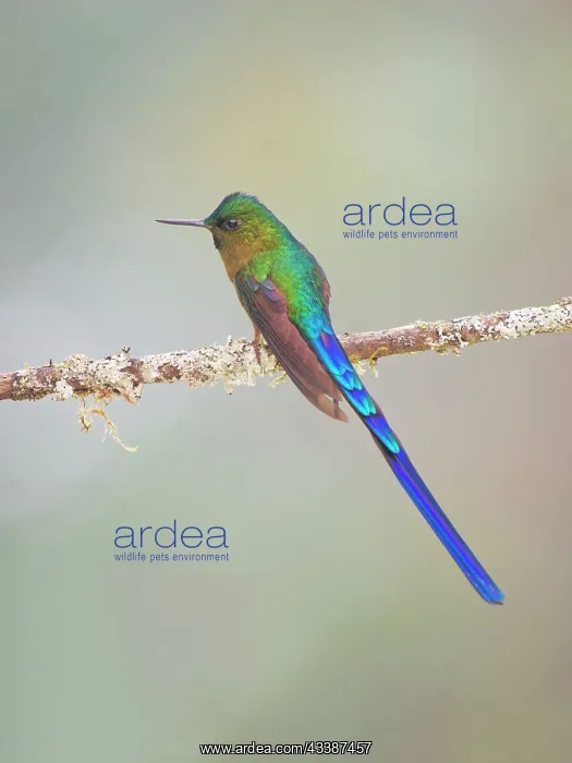 : Violet Tailed Sylph Aglaiocercus coelestis Ecuad : Violet Tailed Sylph Aglaiocercus coelestis Ecuad