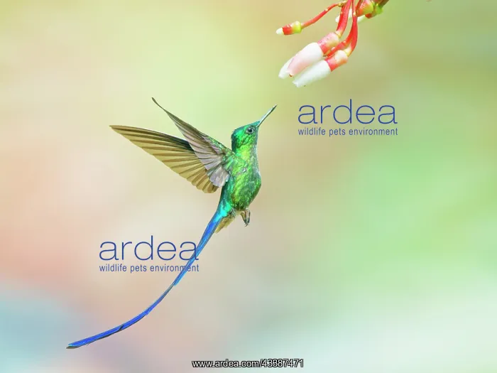 : Violet Tailed Sylph - feeding at flower Aglaioce : Violet Tailed Sylph - feeding at flower Aglaioce