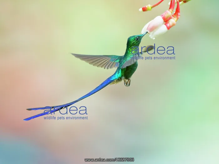 : Violet Tailed Sylph - feeding at flower Aglaioce : Violet Tailed Sylph - feeding at flower Aglaioce