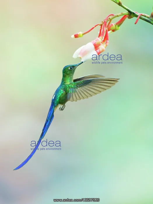 : Violet Tailed Sylph - feeding at flower Aglaioce : Violet Tailed Sylph - feeding at flower Aglaioce