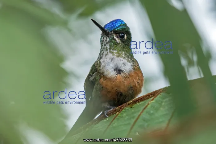 : Violet-tailed Sylph, female, hummingbird, Las Tangaras : Violet-tailed Sylph, female, hummingbird, Las Tangaras