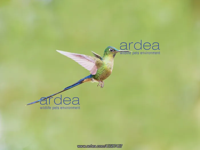 : Violet Tailed Sylph - in flight Aglaiocercus coe : Violet Tailed Sylph - in flight Aglaiocercus coe