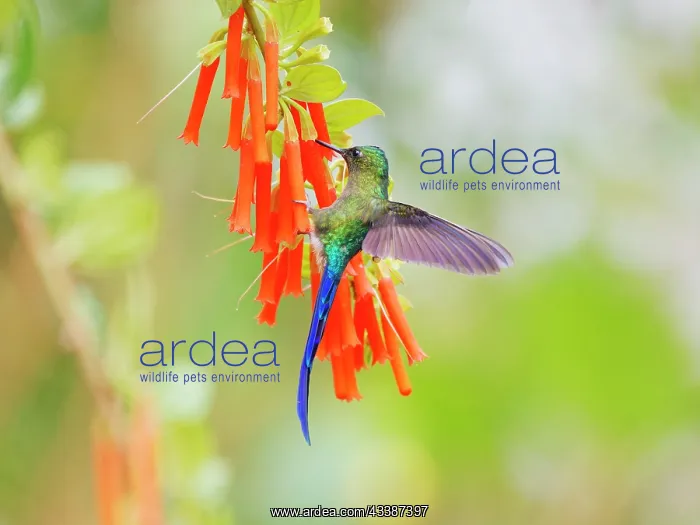 : Violet Tailed Sylph - hanging from flowers Aglai : Violet Tailed Sylph - hanging from flowers Aglai