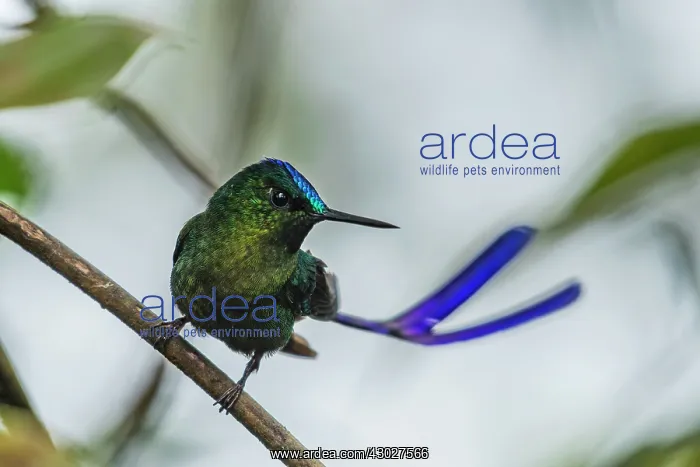 : Violet-tailed Sylph, male, hummingbird, Las Tangaras : Violet-tailed Sylph, male, hummingbird, Las Tangaras