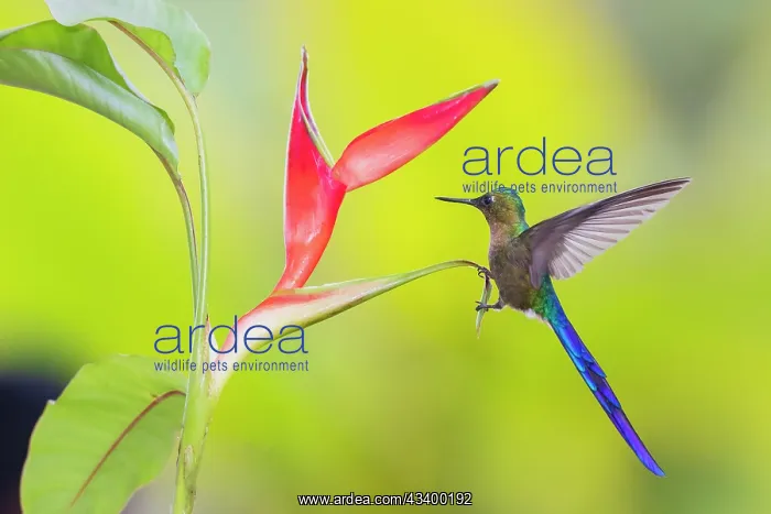 : Violet-tailed sylph, a vividly stunning hummingbird : Violet-tailed sylph, a vividly stunning hummingbird