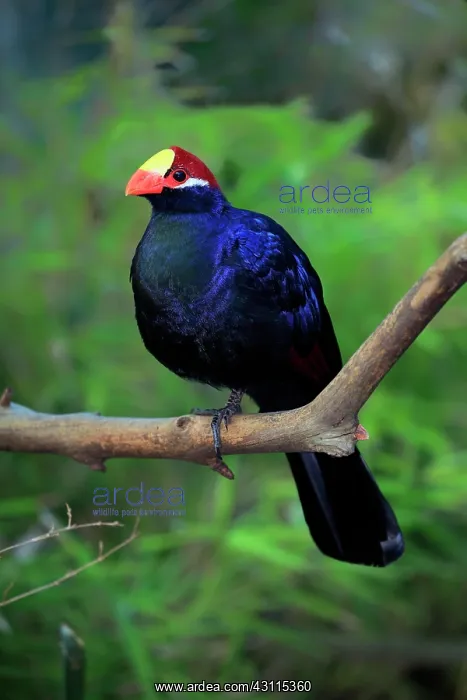 : Violet turaco (Musophaga violacea), adult, on tree : Violet turaco (Musophaga violacea), adult, on tree