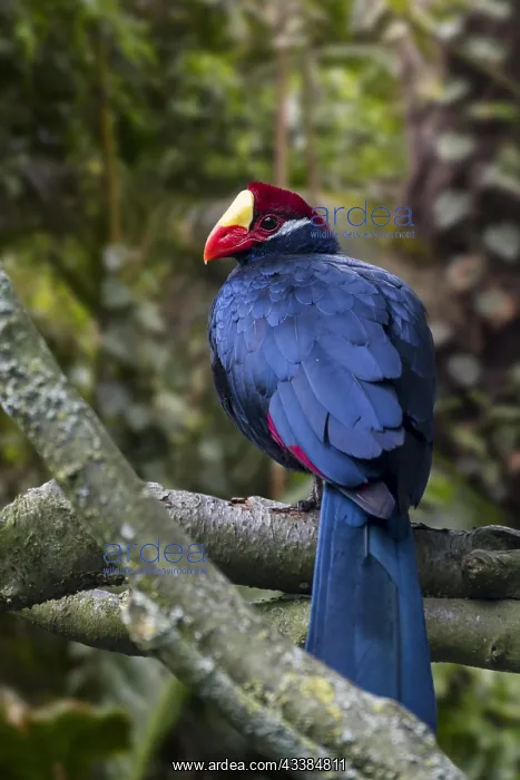 : Violet turaco, violaceous plantain eater (Musophaga : Violet turaco, violaceous plantain eater (Musophaga