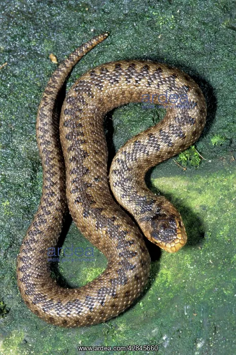 : Viper / Adder - Belgium : Viper / Adder - Belgium