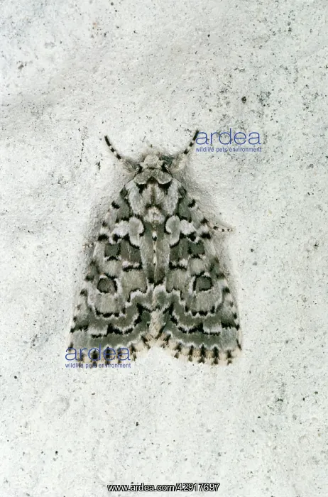 : Viper Burgloss Moth : Viper Burgloss Moth