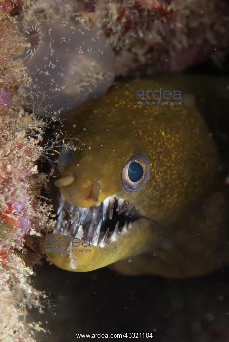 : Viper Moray Eel - showing teeth during night dive : Viper Moray Eel - showing teeth during night dive