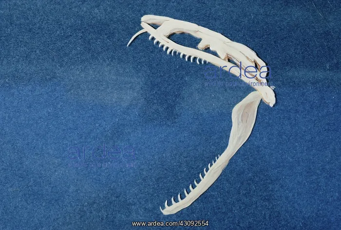 : Viper skull : Viper skull