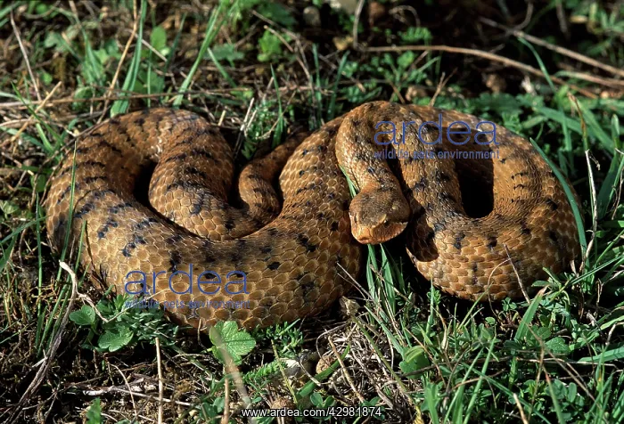  : Viper (Vipera aspis). Europe