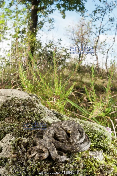 : Viperine water snake (Natrix maura) basking on moss : Viperine water snake (Natrix maura) basking on moss