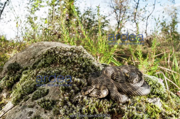 : Viperine water snake (Natrix maura) basking on moss : Viperine water snake (Natrix maura) basking on moss