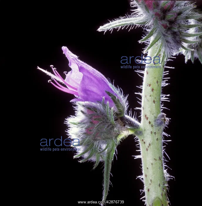 : ViperIs buglos - close-up : ViperIs buglos - close-up