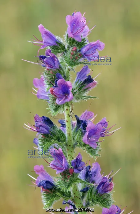 : VIPERIS BUGLOSS - in flower : VIPERIS BUGLOSS - in flower