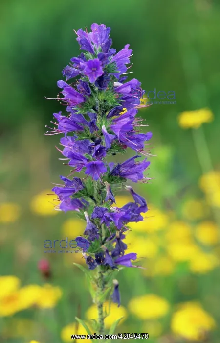  : Viper's bugloss