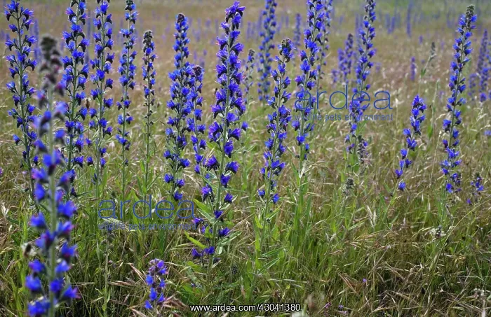 : Viper's Bugloss : Viper's Bugloss