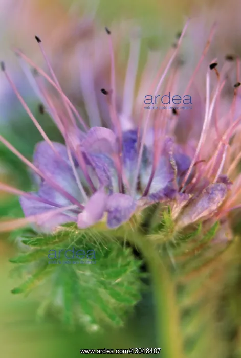 : Viper's Bugloss : Viper's Bugloss