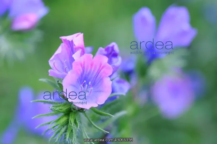 : Viper's Bugloss : Viper's Bugloss
