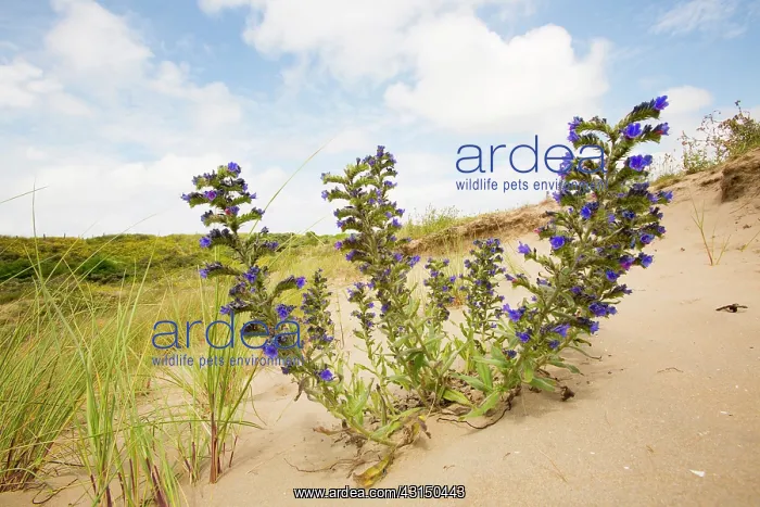 : Viper's Bugloss : Viper's Bugloss