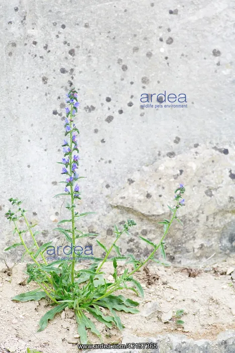 : Viper's Bugloss : Viper's Bugloss
