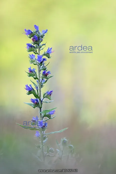  : Viper's Bugloss