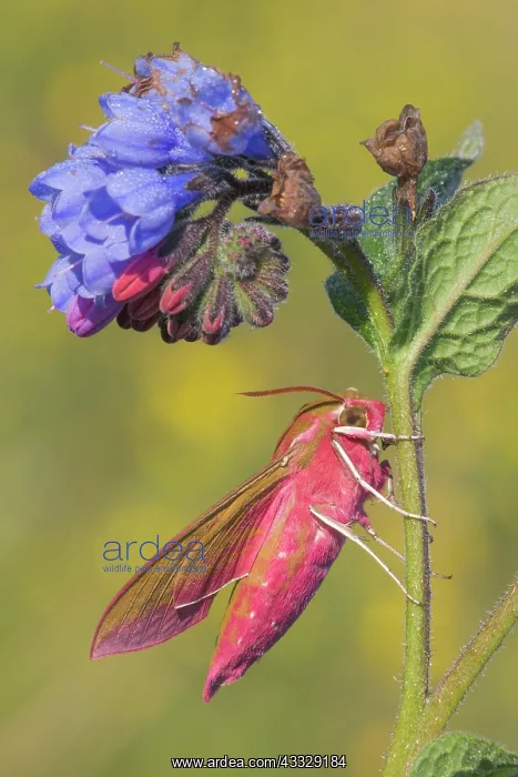: Viper's Bugloss : Viper's Bugloss