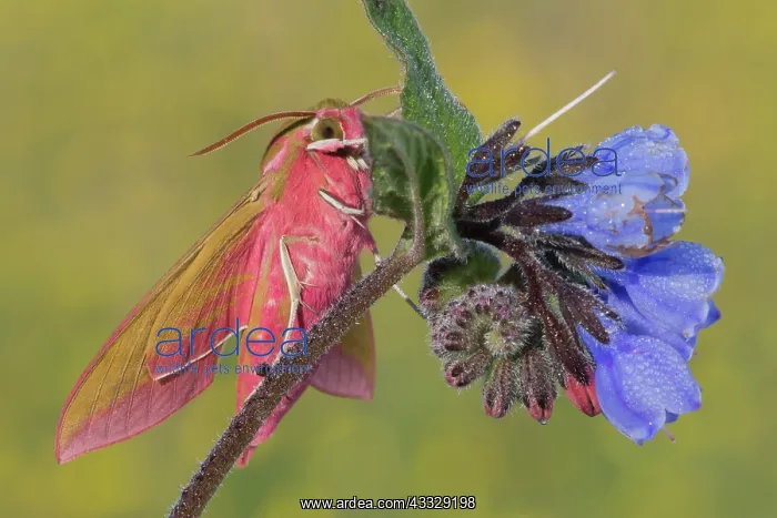 : Viper's Bugloss : Viper's Bugloss
