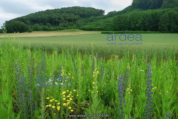 : Viper's Bugloss Blueweed Wildflower strip Fallow land : Viper's Bugloss Blueweed Wildflower strip Fallow land