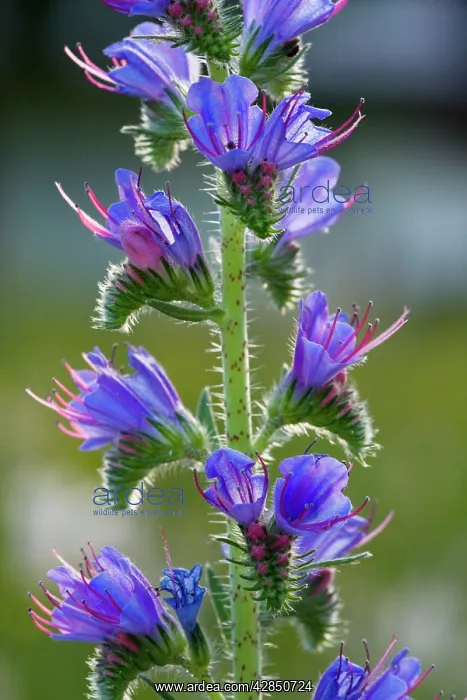 : Viper's Bugloss - in flower. Common plant of roadsides : Viper's Bugloss - in flower. Common plant of roadsides