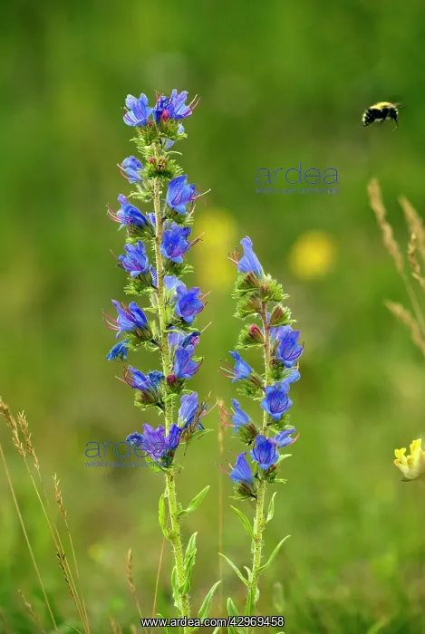 : Viper's Bugloss - in flower - with visiting bumblebee : Viper's Bugloss - in flower - with visiting bumblebee