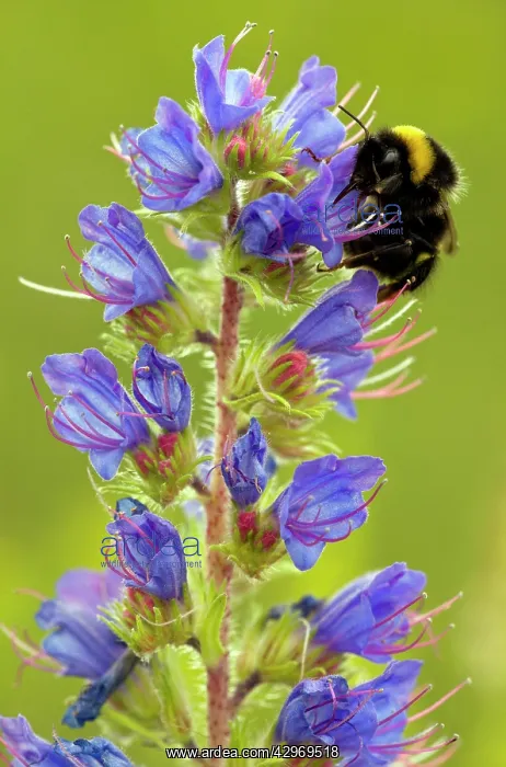 : Viper's Bugloss - in flower - with visiting bumblebee : Viper's Bugloss - in flower - with visiting bumblebee