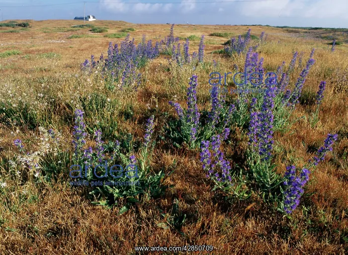: VIPER'S BUGLOSS - growing on shingle : VIPER'S BUGLOSS - growing on shingle