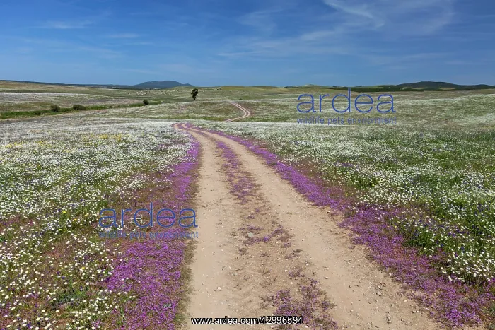 : Viper's Bugloss - with Southern Daisy (Bellis sylvestris) : Viper's Bugloss - with Southern Daisy (Bellis sylvestris)