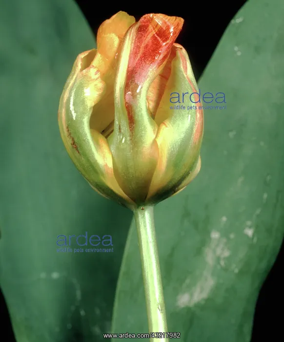 : Viral Infection of Tulip : Viral Infection of Tulip