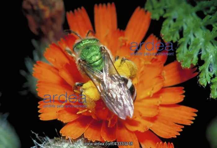 : Virescent green metallic bee : Virescent green metallic bee