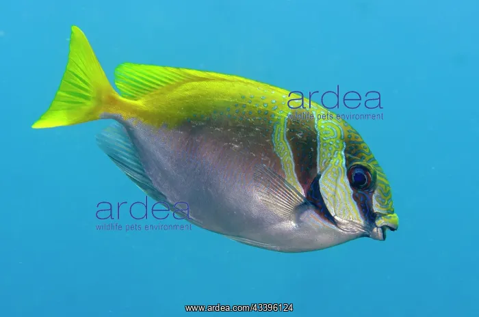 : Virgate Rabbitfish : Virgate Rabbitfish