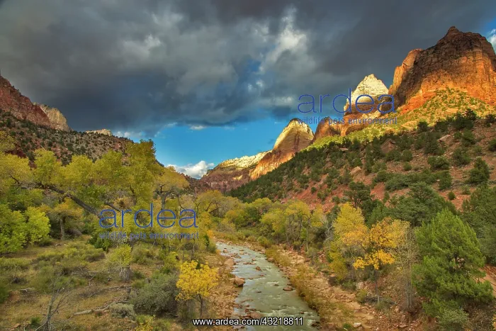 : The Virgin River in autumn under dramatic : The Virgin River in autumn under dramatic