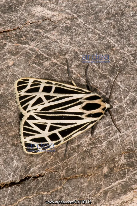 : Virgin Tiger Moth : Virgin Tiger Moth