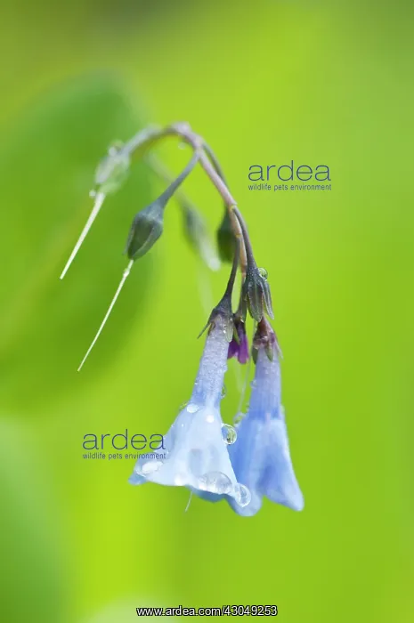 : Virginia Bluebell : Virginia Bluebell